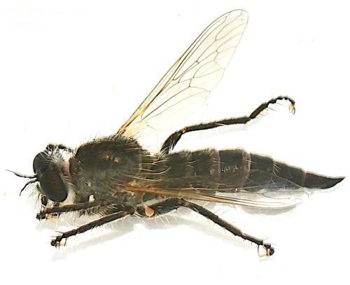 Eutolmus rufibarbis